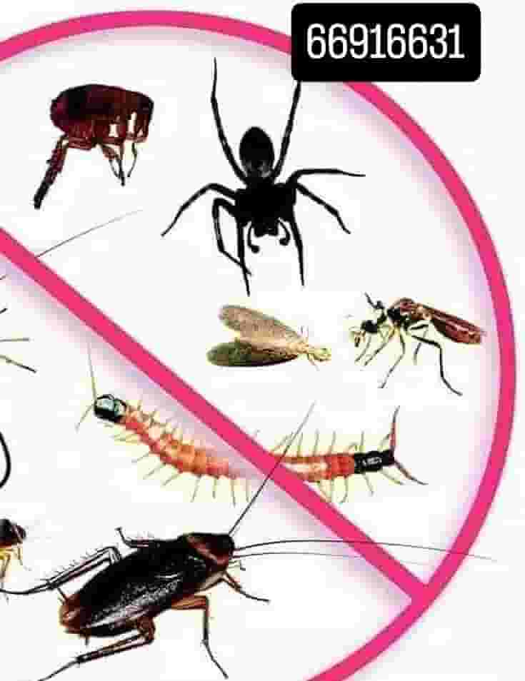 Al Deera Pest and Rodent Control Company 