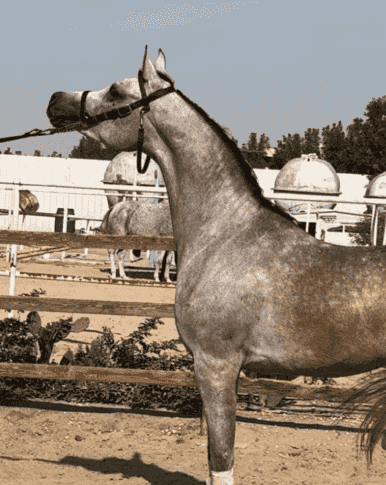 للبيع مهر فاخر
