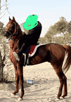 حصان بوليش مميز