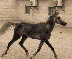 فرسة مصرية منتجة
