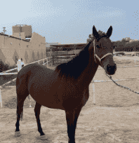  حصان فرنسي
