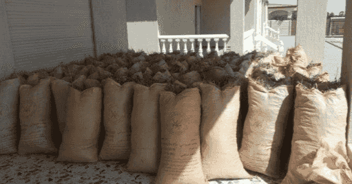 برسيم خياش