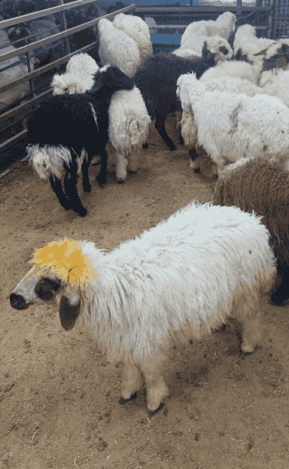 للبيع طليان شفالية