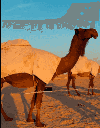 نشتري قعدان ابل 