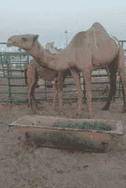 نشتري حلال ابل