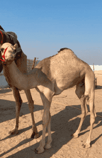 للبيع عمانيات قعدان 