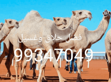 فضل حلاق وغسيل الابل 