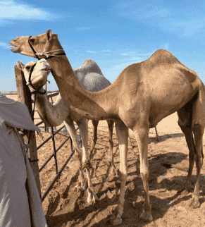 للبيع هجن عمانيات