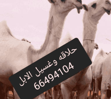 حلاقه وغسيل الابل