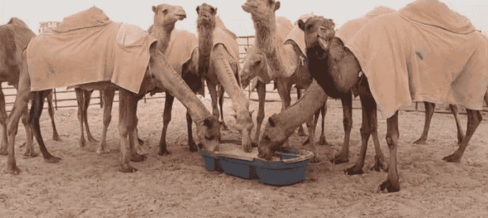 عشر ابل للبيع