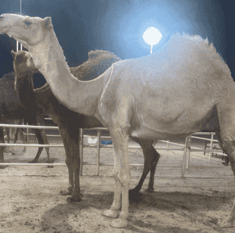  للبيع الحبشا المعشر