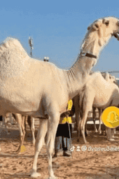 حلاق ابل