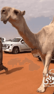 حلاقه وغسيل ابل