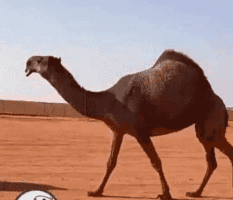 حلاق وغسيل الابل