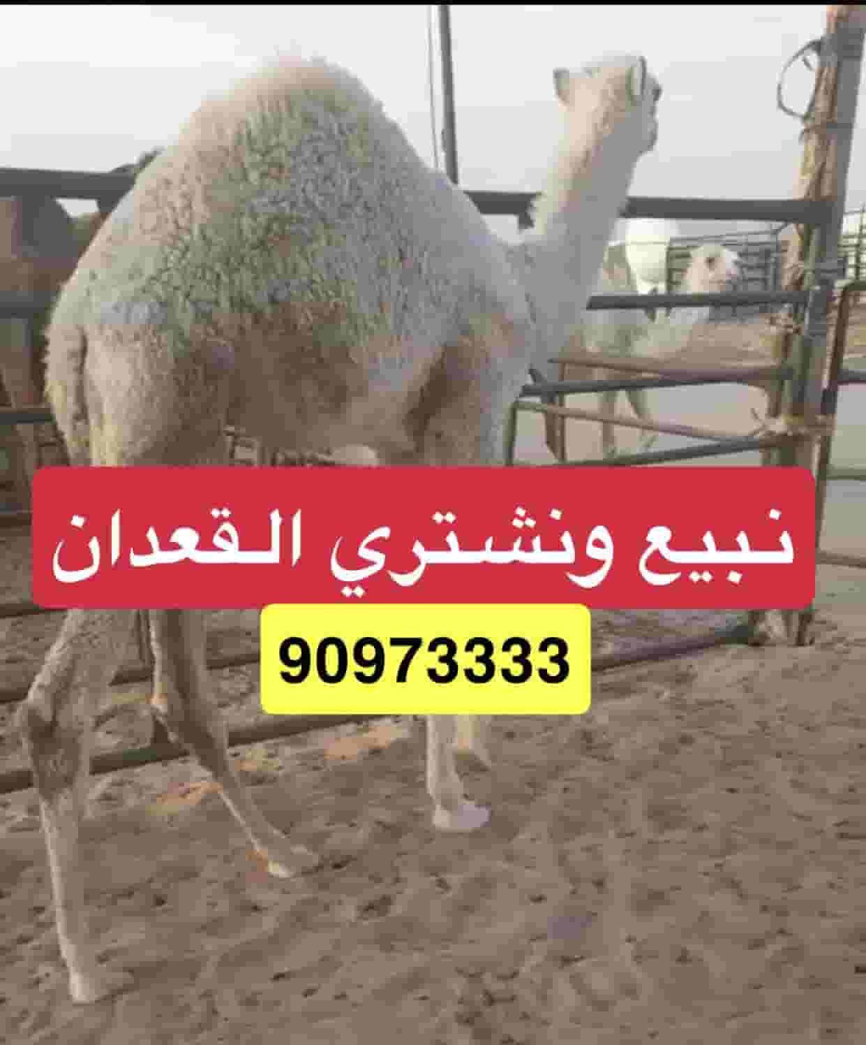للبيع قعدان محليه