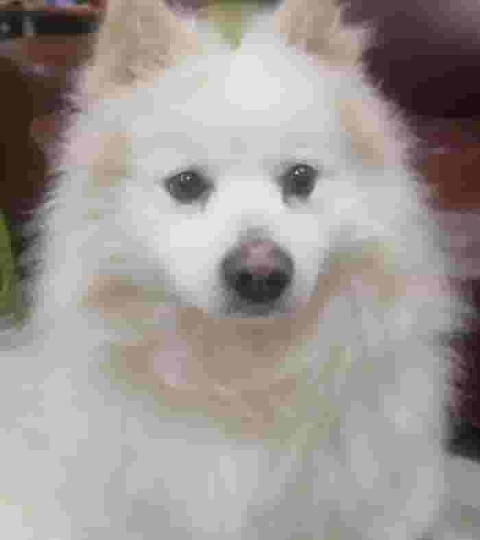 سبيتز ياباني Japanese spitz