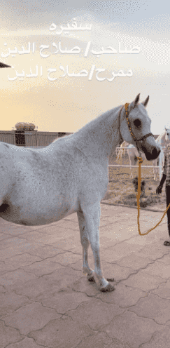 فرس مصرية