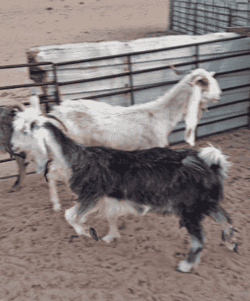 ماشية للبيع