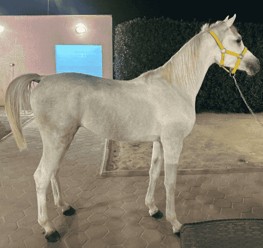 للبيع مهر مصري