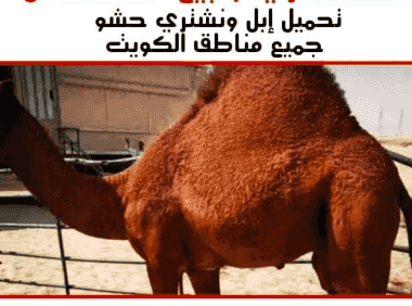 نبيع ونشتري حشوا