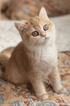 للبيع قطه بريتش جولد