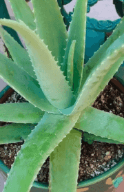 Aloe vera seedlings for sale