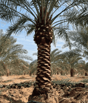 Al Hawazi Palm