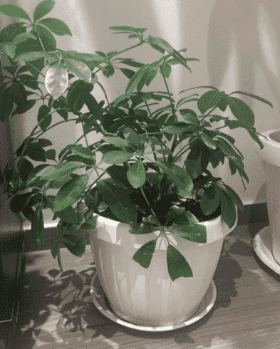 indoor plant for sale