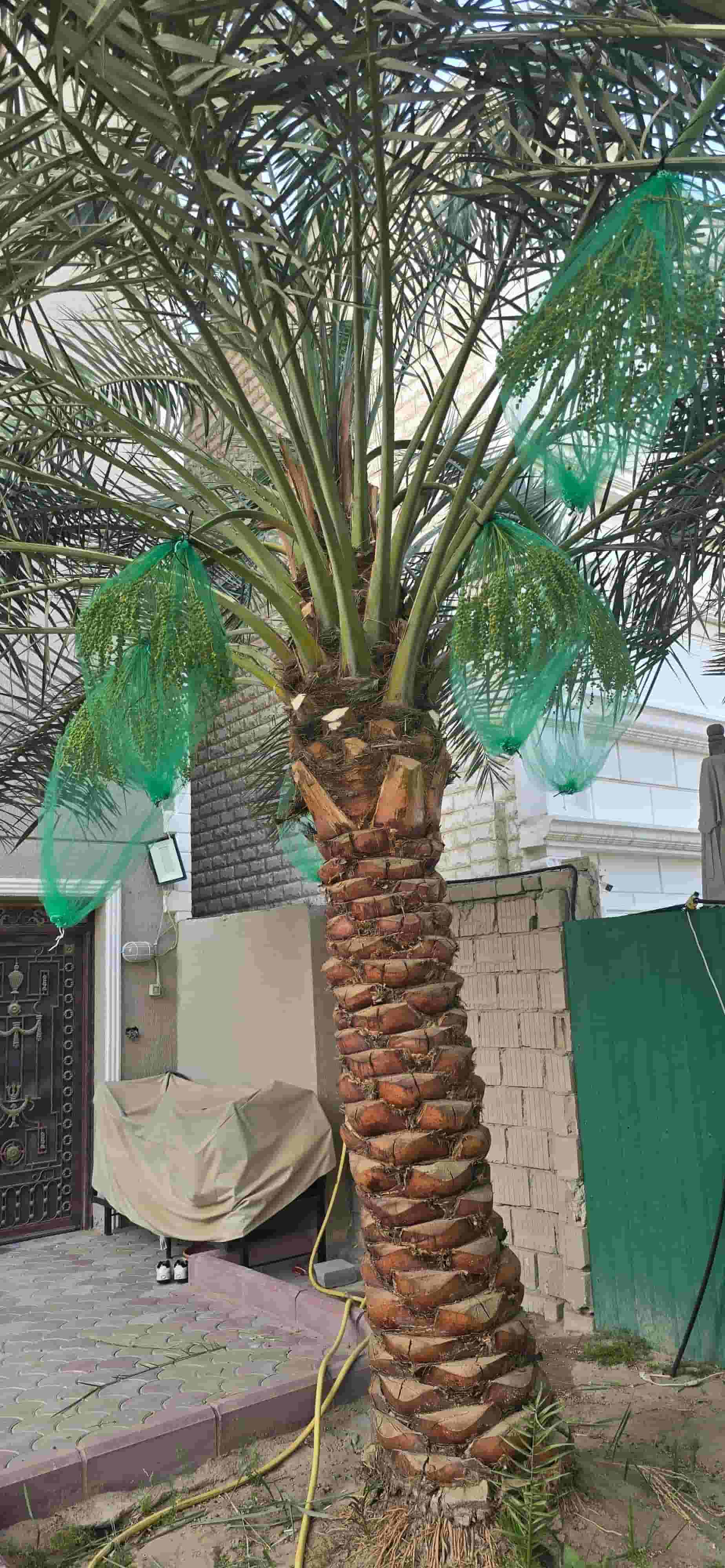 Ahwaz Al-Nakheel