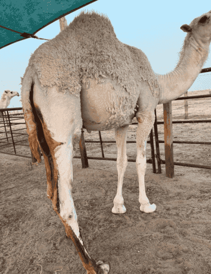 للبيع بكره مفروده