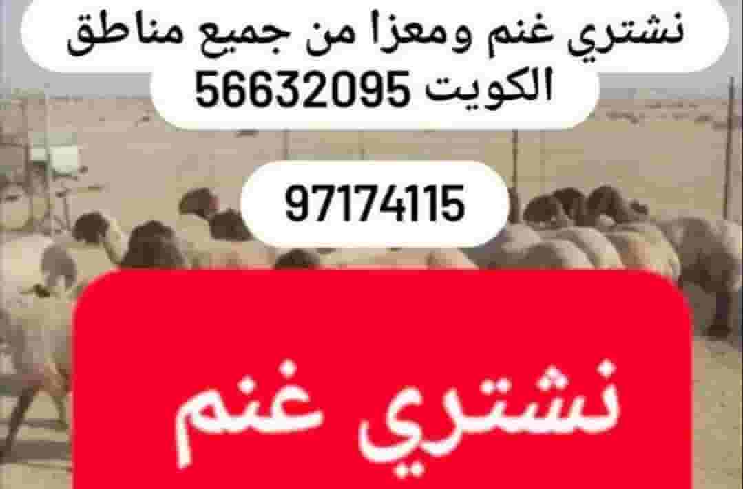 نشتري غنم ومعزا العدد مفتوح والدفع كاش من جميع مناطق الكويت