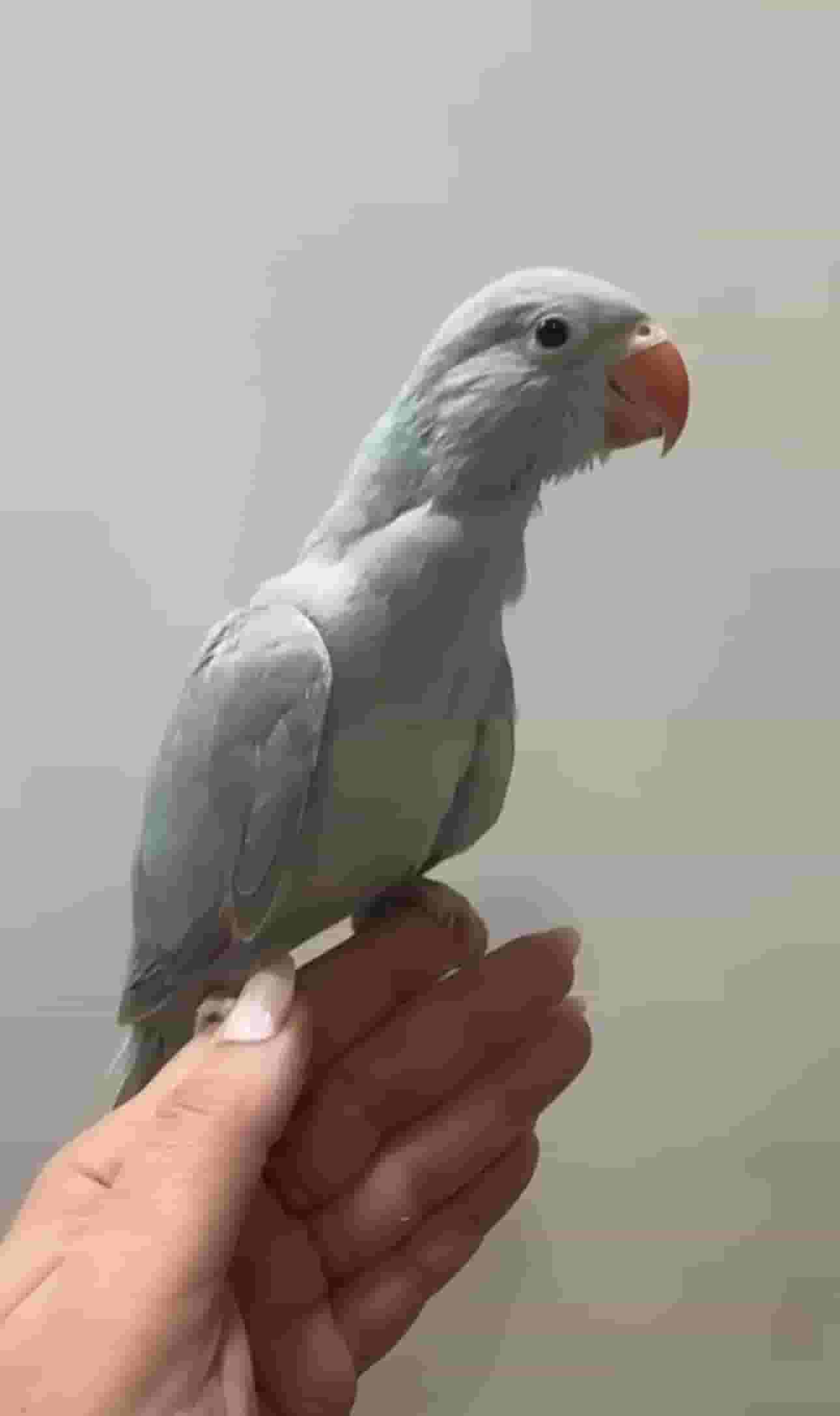 متوه نهايه عس