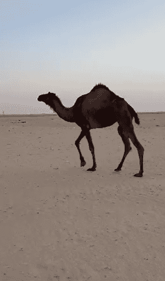 للبيع بكره