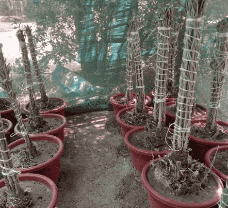 For sale palm  