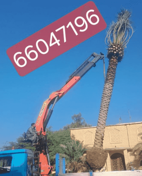Ahwazi specializes in buying and selling palm trees