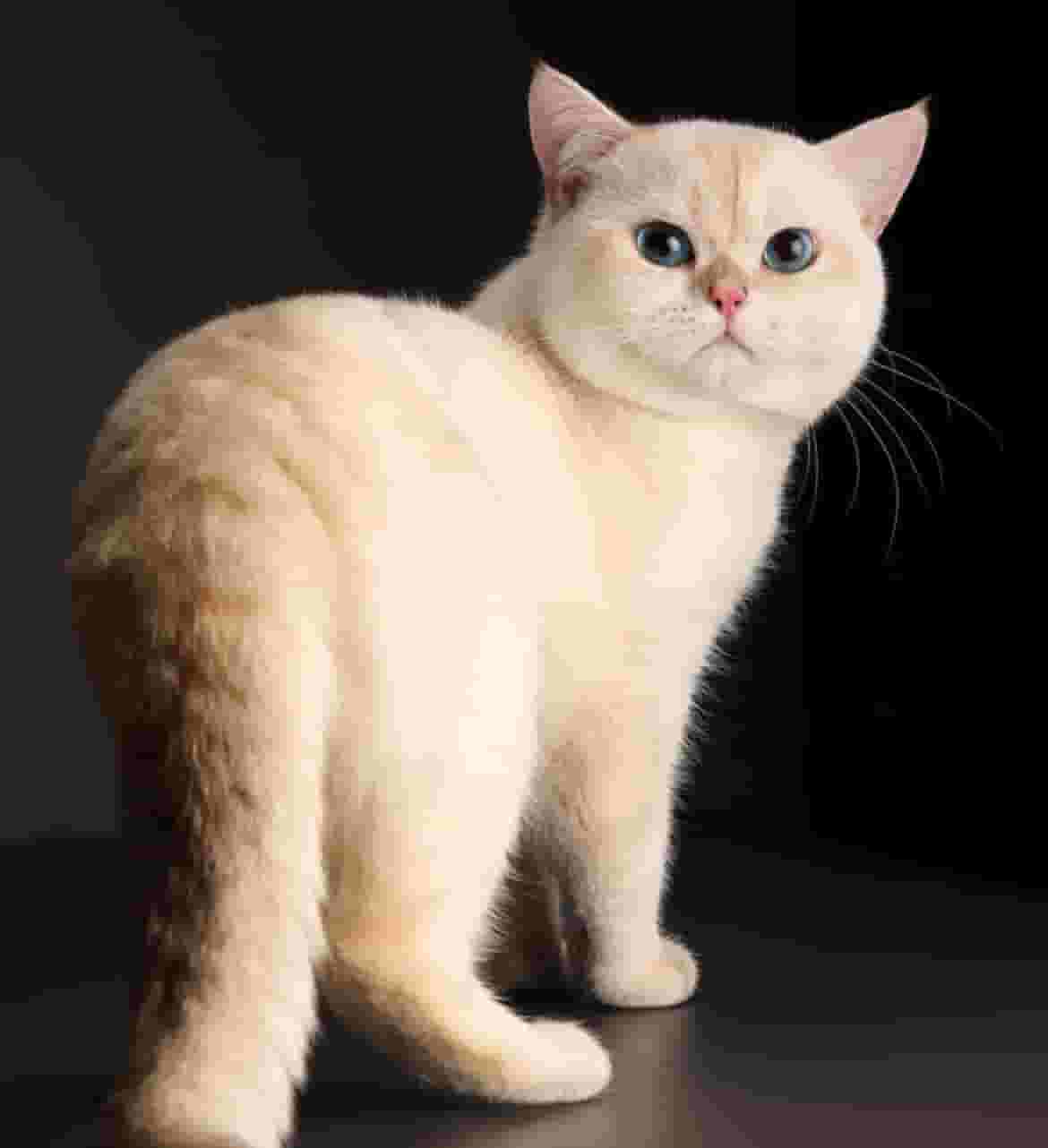للبيع البطل المميزAY1233
