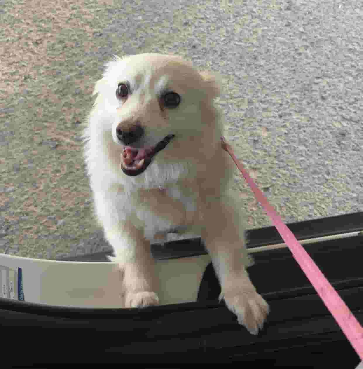 American Eskimo