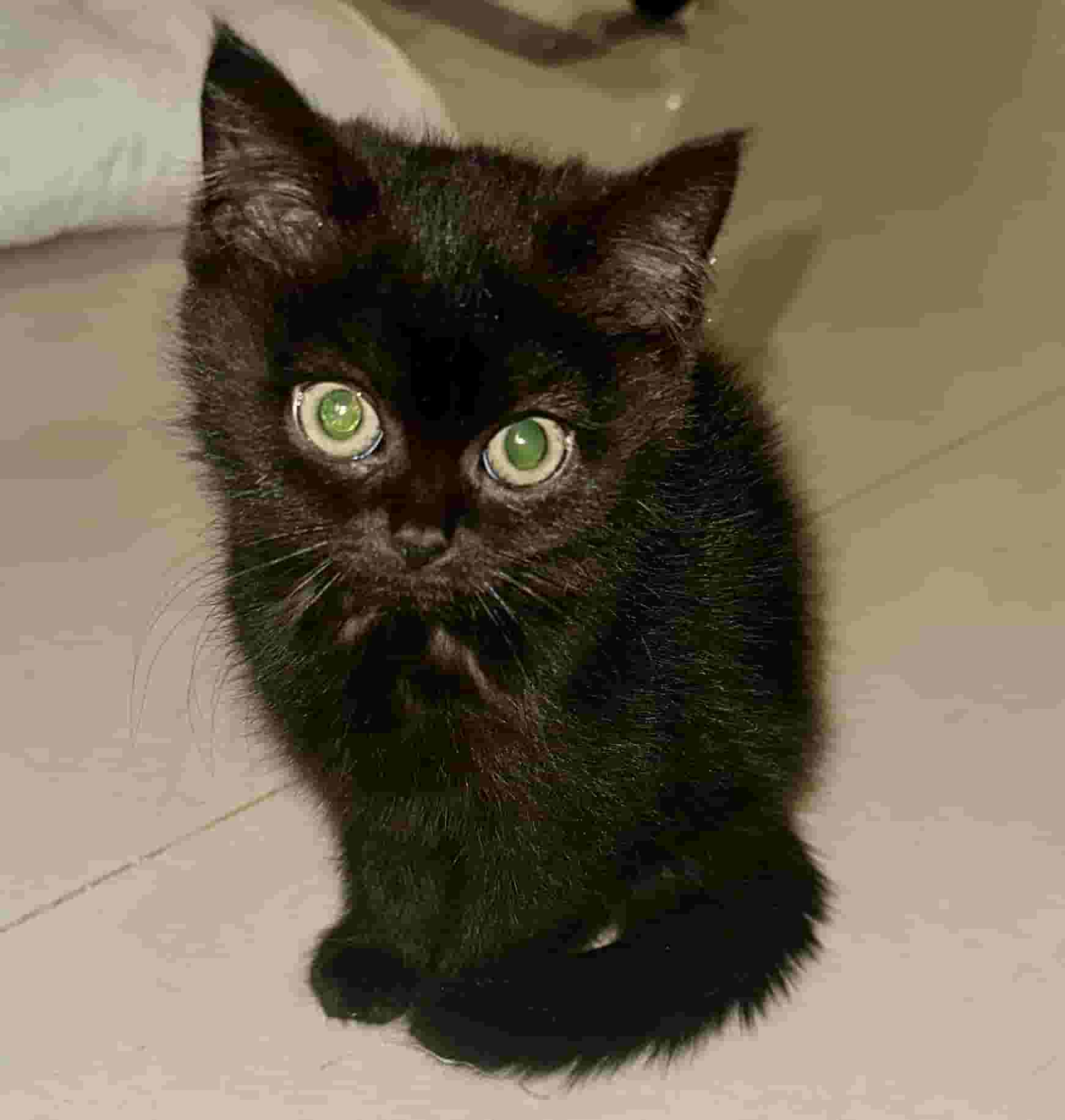 Kitten Scotch Street for adoption