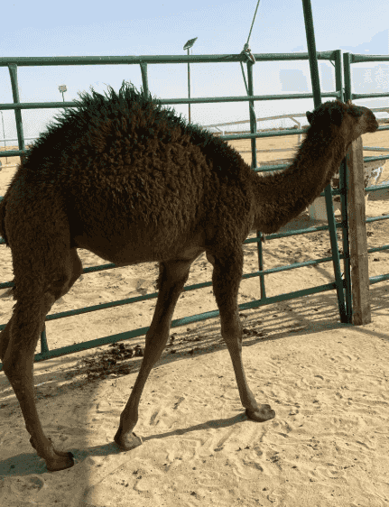 For sale camel 