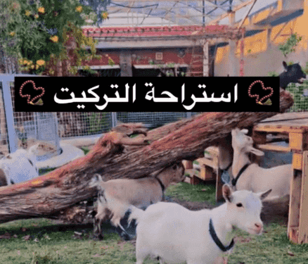 للبيع مكس امريكي