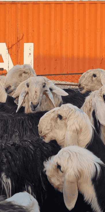 للبيع نجد فاخره