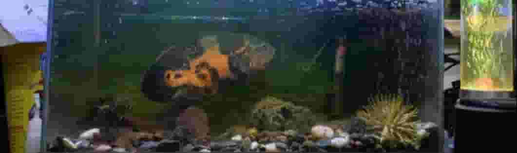 A big Oscar fish for sale 