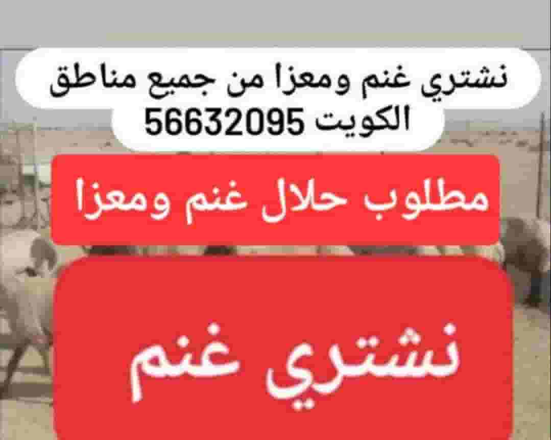 نشتري غنم ومعيز