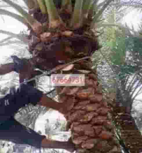 Services for honoring and coordinating palm trees and gardens