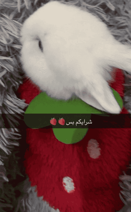 أرنب للبيع 