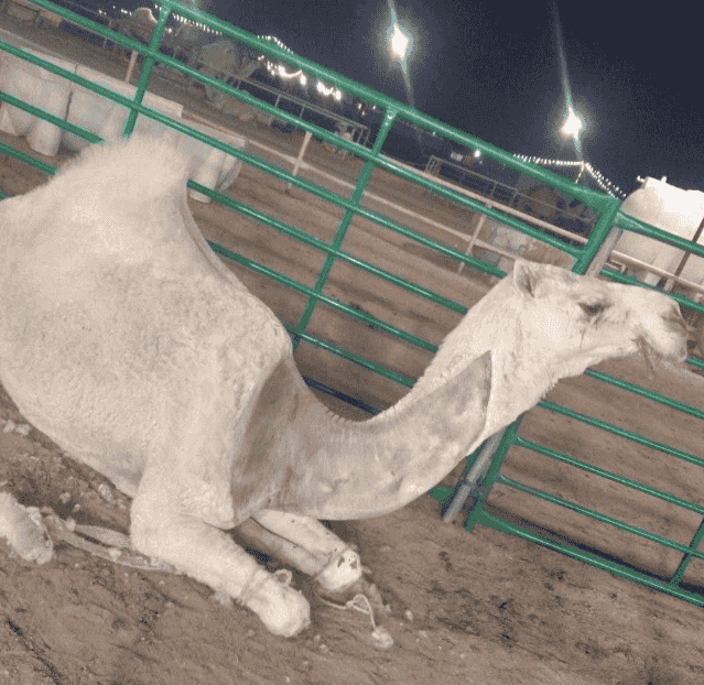  خدمات متكاملة للإبل