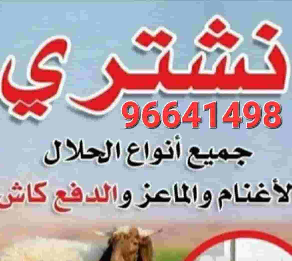 نشتري غنم وماعز وطليان وتيوس مراح والعدد مفتوح
