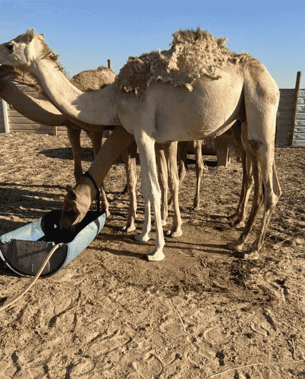 للبيع قعدان عمانيات