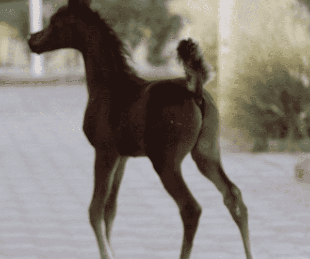 للبيع خيل