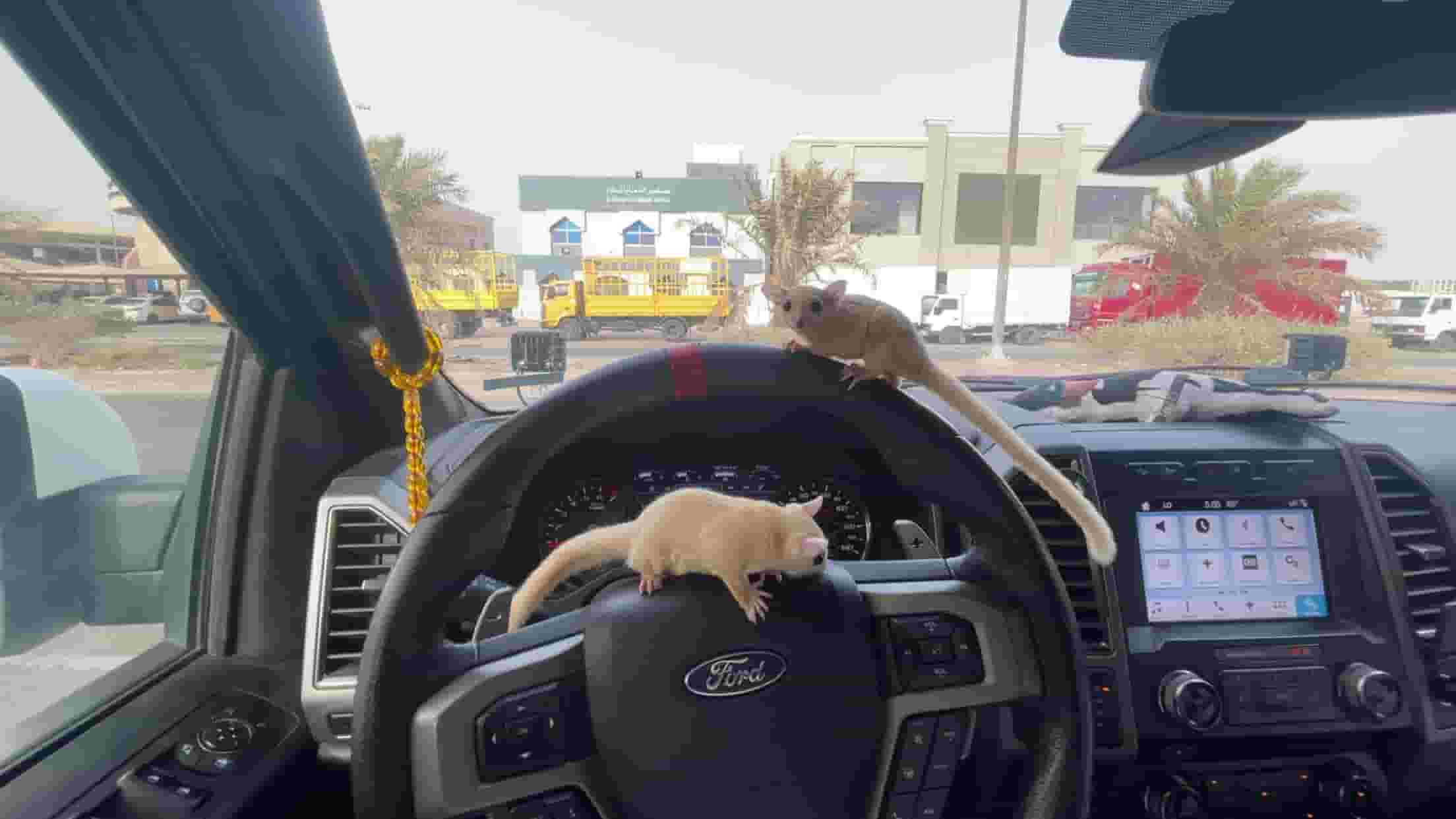 شوقر قلايدر